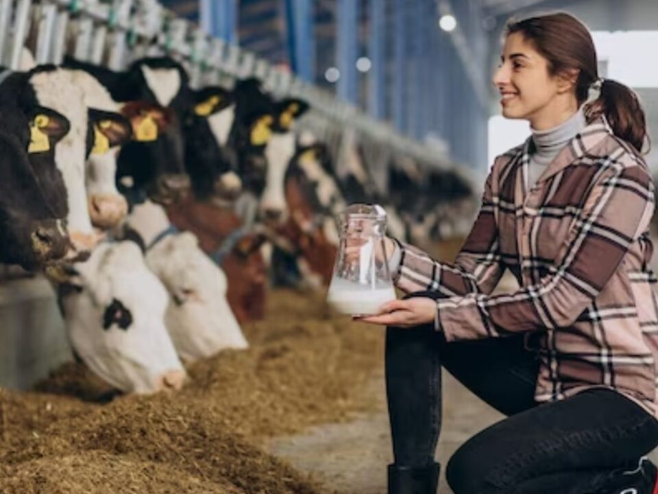 Calcium Supplements For Cows