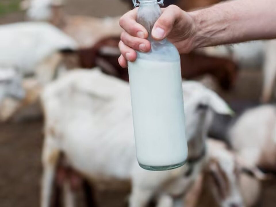 Mastitis Medicine for Cows