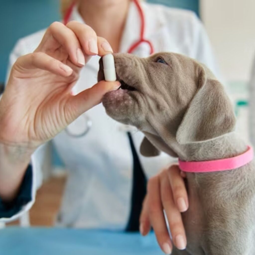 Top 10 Veterinary Medicine Companies In India | Pecus Healthcare