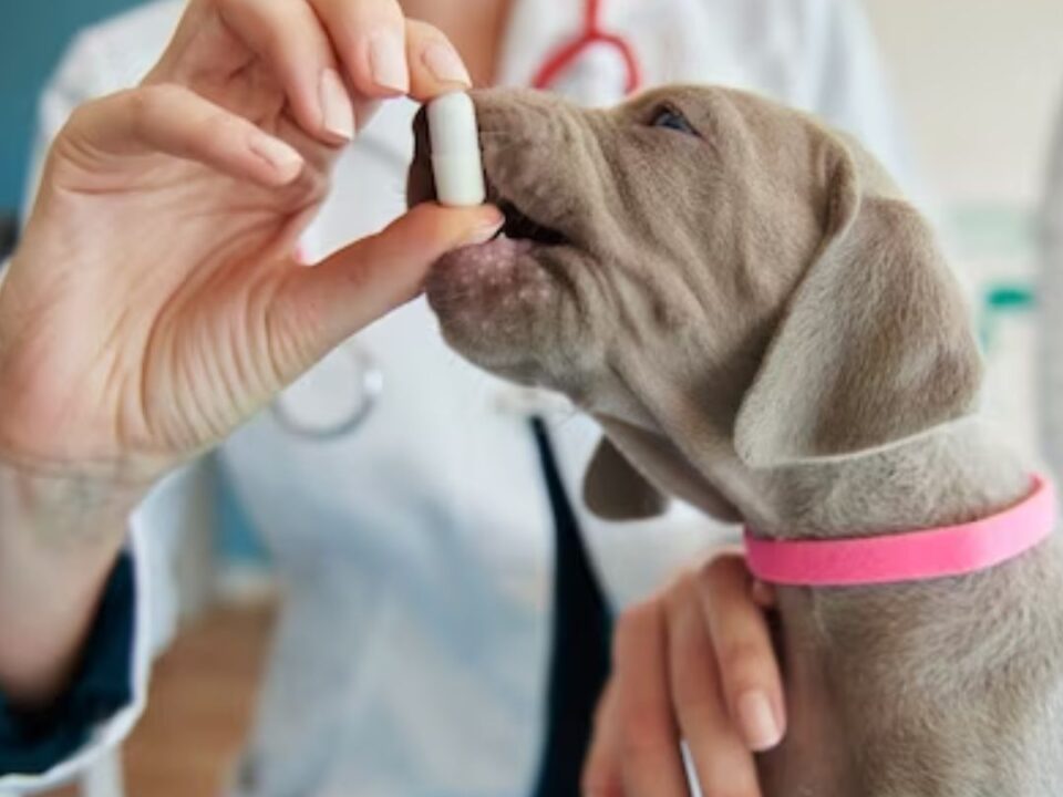 Top 10 Veterinary Medicine Companies in India