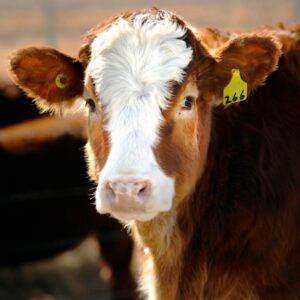 Antibiotics For Cattle in India