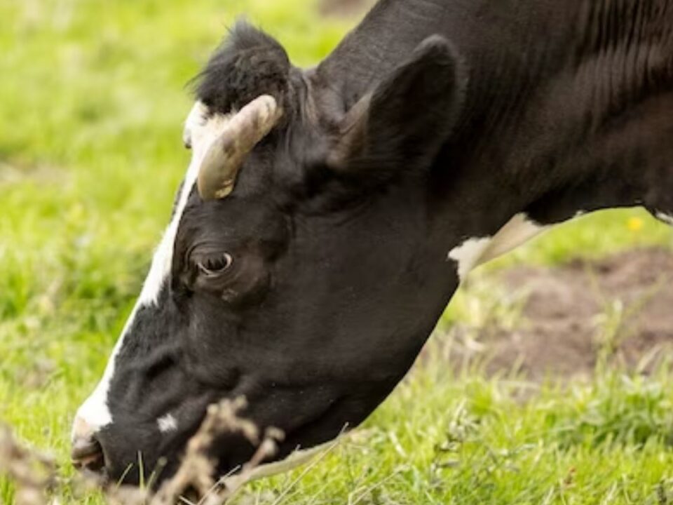 Top Tips to Prevent Mastitis in Cows