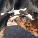 Understanding Mastitis: Causes, Symptoms, and Treatment Options