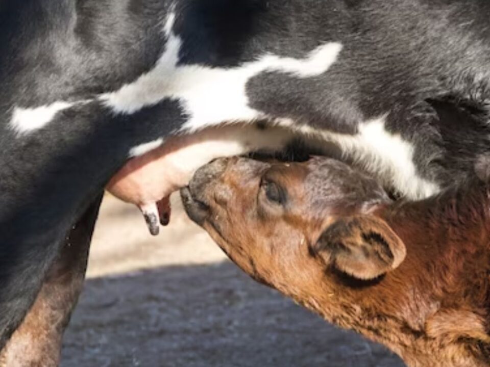 Understanding Mastitis: Causes, Symptoms, and Treatment Options