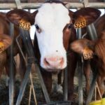 Anthelmintics Medicines for Cattle