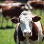 Anti-Diarrheal Medicine for Cattles