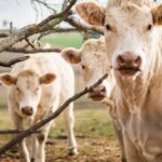 Intra-Uterine Medicine for Cattle