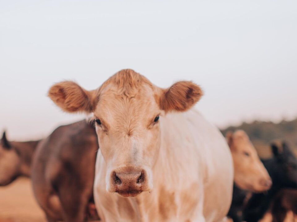 गायों के लिए मास्टिटिस दवा