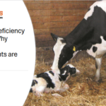 Calcium Deficiency in Cows; Why Calcium Supplements are Important