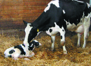 Calcium Deficiency in Cows; Why Calcium Supplements are Important