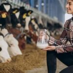 How to Choose Right Calcium Supplements for Cows