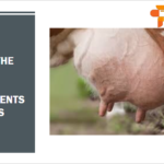 How to Choose The Right Mastitis Supplements for Cows