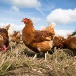 Top 10 Poultry Feed Supplements in India