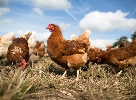 Top 10 Poultry Feed Supplements in India