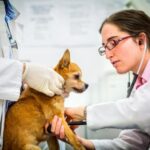 Veterinary Medicine Price List