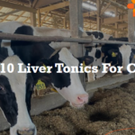 Top 10 Liver Tonics For Cows