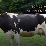 Top 10 Mastitis Supplements for Cows