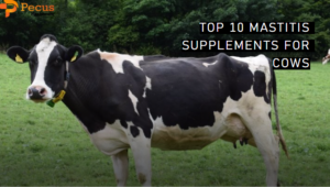 Top 10 Mastitis Supplements for Cows