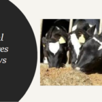 Top 10 Mineral Mixtures for cows