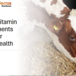 Top 10 Vitamin Supplements for Better Udder Health