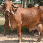 Tips to Choose the Right Mineral Mixture for Cattle