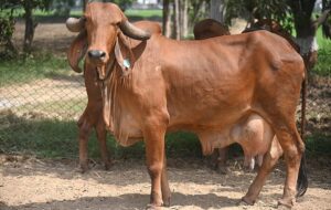 Tips to Choose the Right Mineral Mixture for Cattle