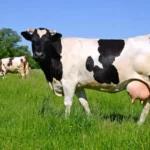 How to Choose Right Vitamin Supplement for Udder Health