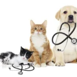 Top 10 Veterinary Distributors in Chennai