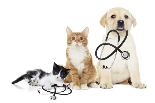 Top 10 Veterinary Distributors in Chennai