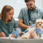 Top 10 Veterinary Distributors in Delhi