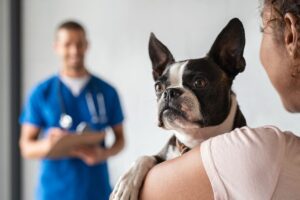 Top 10 Veterinary Distributors in Kolkata