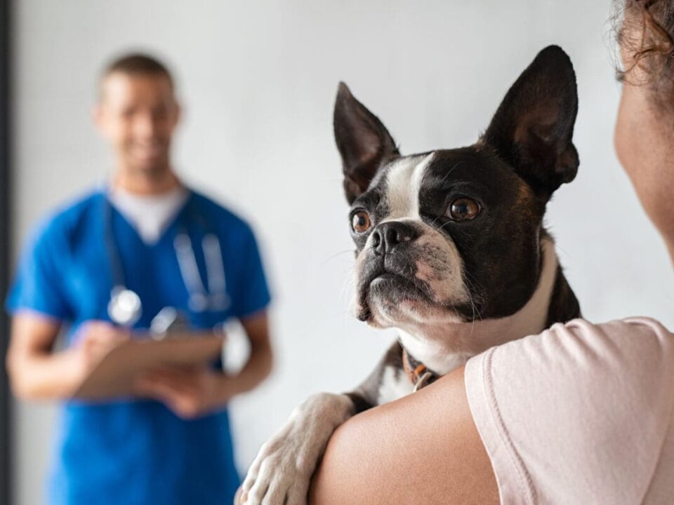 Top 10 Veterinary Distributors in Kolkata