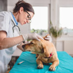 Top 10 Veterinary Distributors in Maharashtra