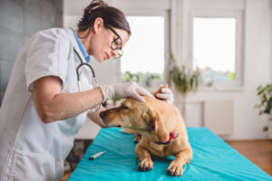 Top 10 Veterinary Distributors in Maharashtra