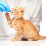 Top 10 Veterinary Distributors In Pune