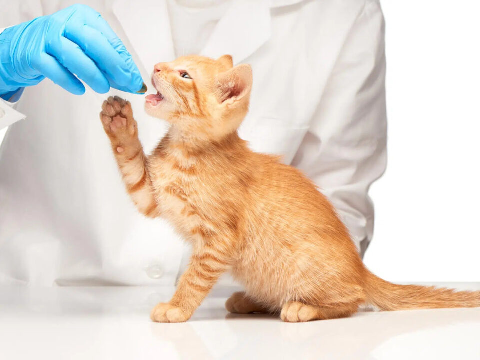 Top 10 Veterinary Distributors In Pune