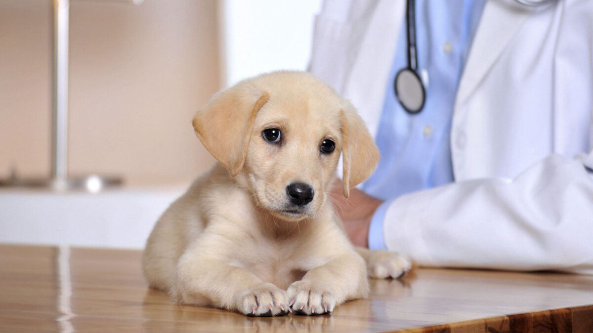 Top 10 Veterinary Distributors in Telangana