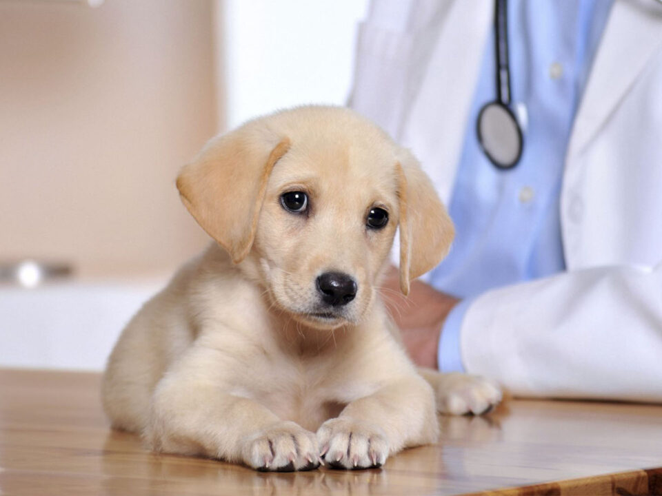 Top 10 Veterinary Distributors in Telangana