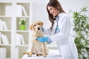 Top 10 Veterinary Distributors in Kerala