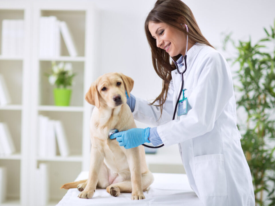 Top 10 Veterinary Distributors in Kerala