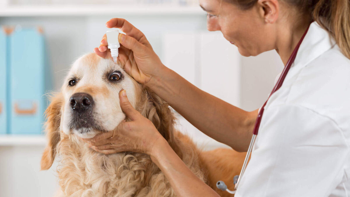 Top 10 Veterinary Distributors in Mumbai