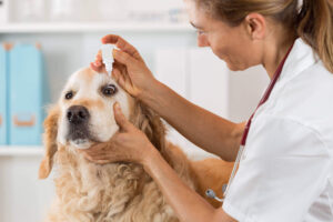 Top 10 Veterinary Distributors in Mumbai