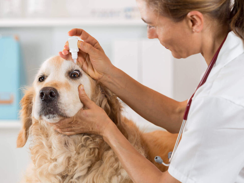 Top 10 Veterinary Distributors in Mumbai