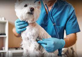 Top Veterinary Distributors in Coimbatore