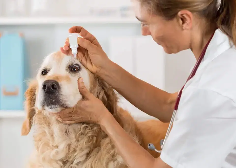 Top Veterinary Distributors in Vijayawada